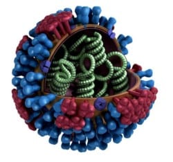 flu virus